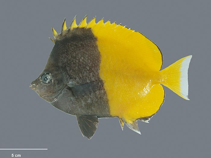 Smith's butterflyfish