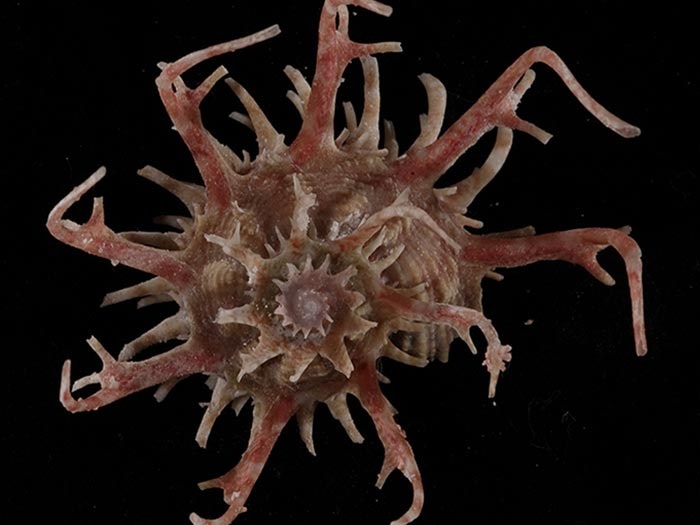 Angaria vicdani Kosuge, 1980, collected 1984, Pangalao, Bohol, Philippines. CC BY-NC-ND licence. Te Papa (M.247885) Angaria vicdani Kosuge, 1980