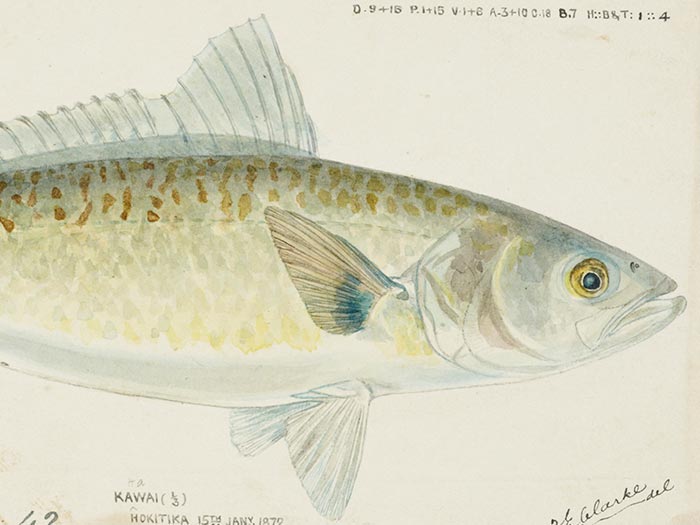Drawing of Kahawai