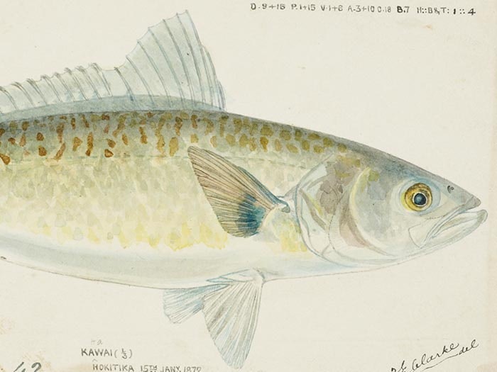 Tuhinga 7, 1996 | Te Papa