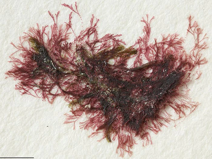 Marine macroalgae (seaweeds)