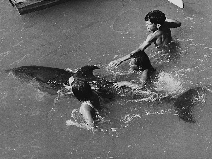 Opo the dolphin, Opononi, 1956. Photographed by Eric Lee-Johnson. Purchased 1997 with New Zealand Lottery Grants Board funds. © Te Papa. CC BY-NC-ND licence. Te Papa (O.007809/04) Children playing with Opo (a bottlenose dolphin, Tursiops truncatus), Opononi, 1956.