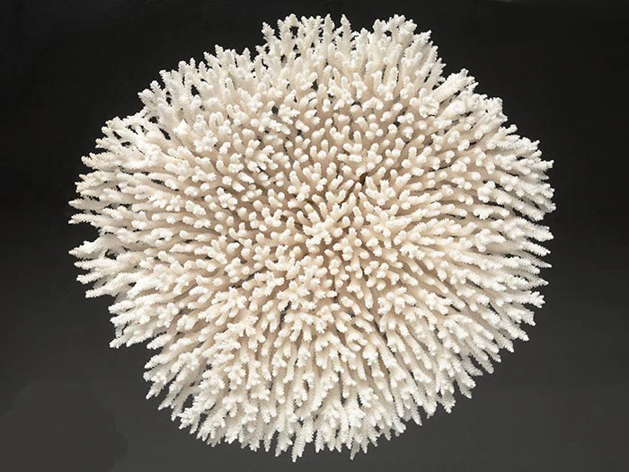 A stony coral