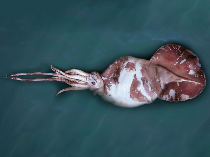 Photograph of a colossal squid
