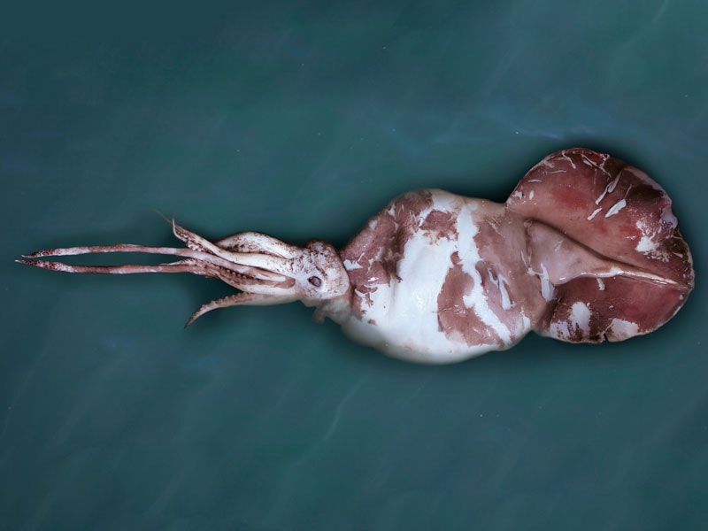 Large Squid Species