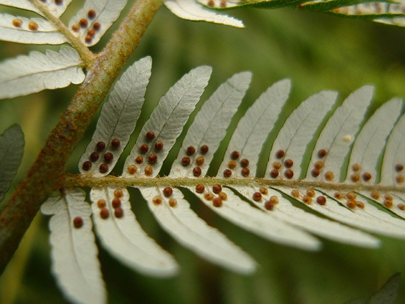 Underside of a fern frond with brown seed pods