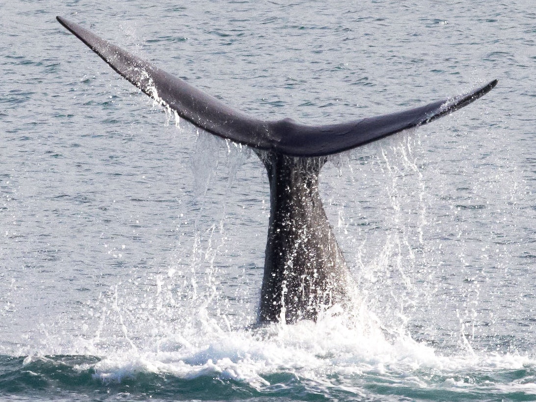 Tail of a whale as it dives into the ocean