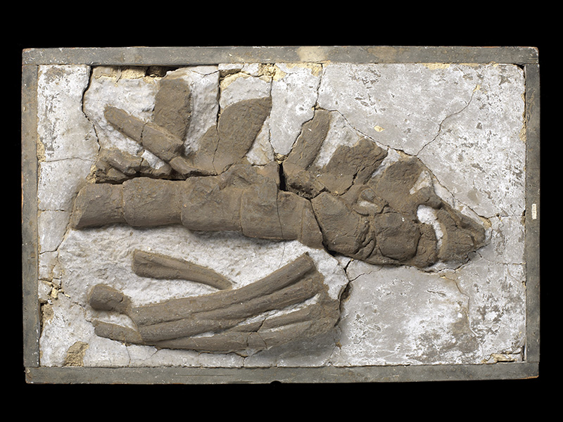 A set of bones in a flat plaster cast on a black background