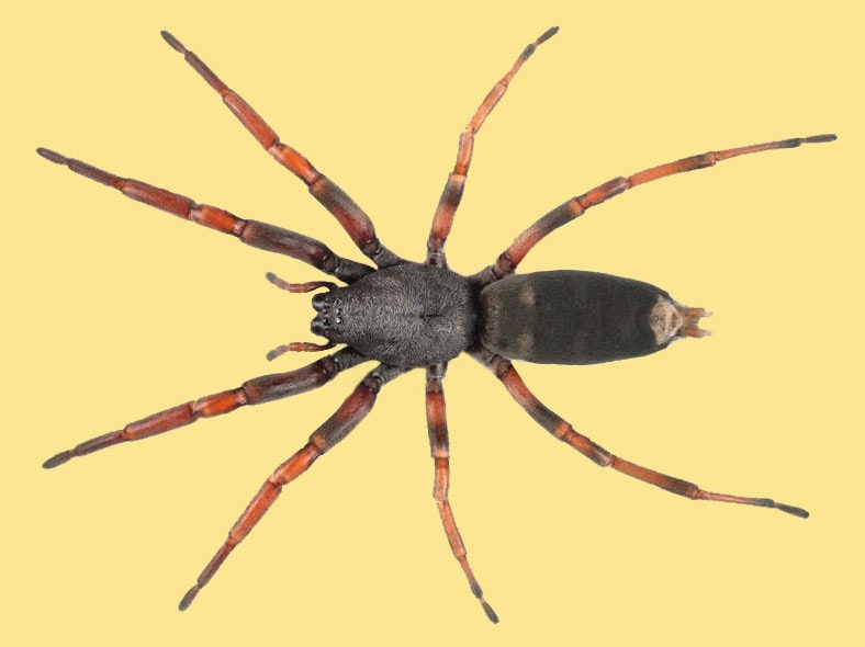 Spider Images Of Insects What You Need To Know About The Joro Spider