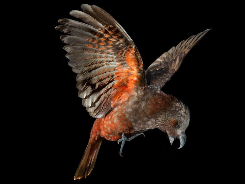 A kaka, a type of parrot with red under its wings