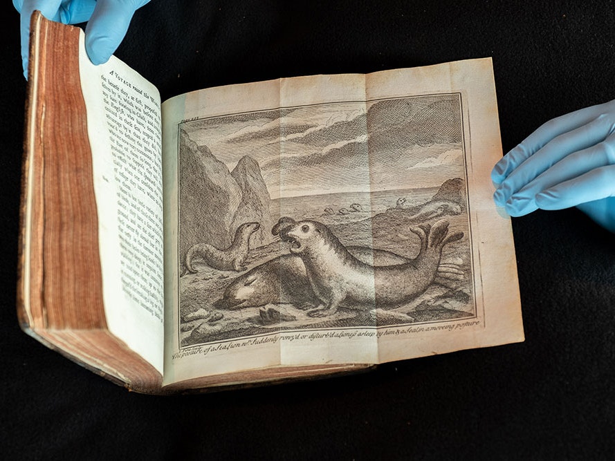 Sea lion from A voyage round the world by the way of the great South Sea, perform’d in the years 1719, 20, 21, 22, in the Speedwell of London, of 24, Guns and 100 Men, (under His Majesty’s Commission to cruize on the Spaniards in the late War with the Spa Gloved hands hold a book open on a page picturing a huge ugly seal