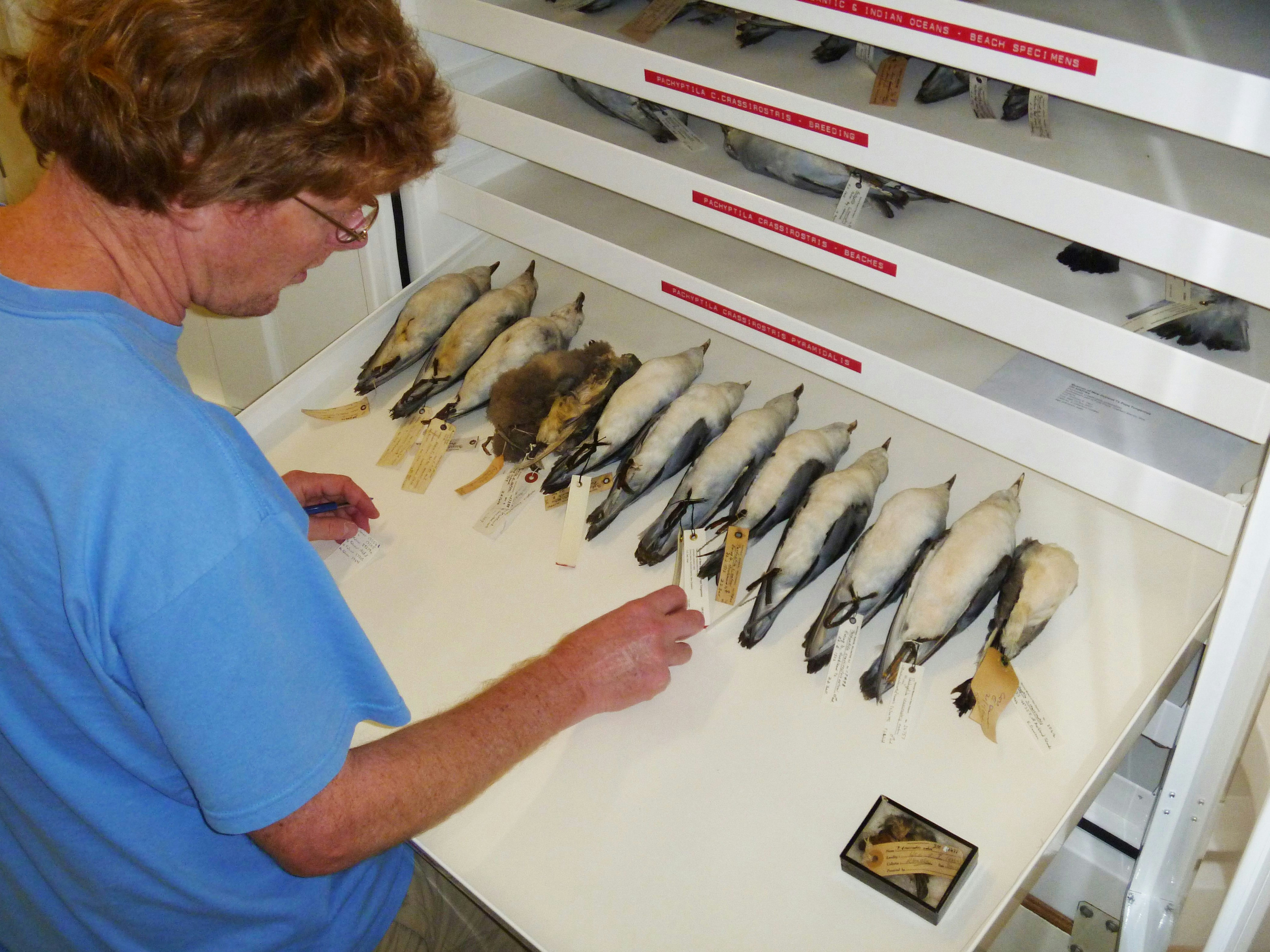Alan Tennyson looking at a selection of Te Papa’s prion skins. Te Papa man looking at drawer with dead birds lined up in a row