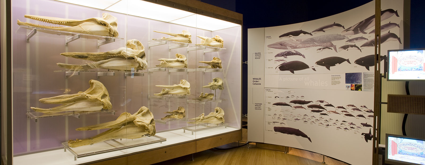 whales-banner.jpg