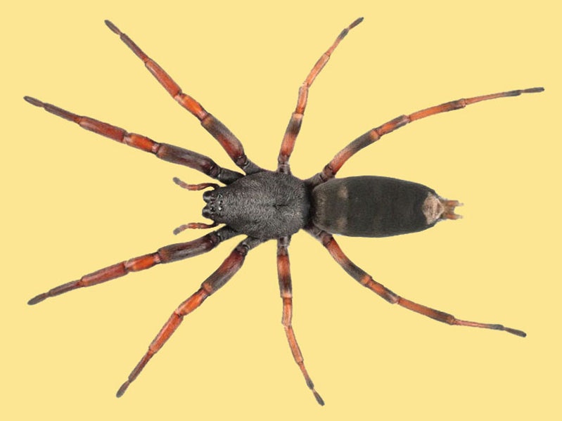 White-tailed spider. Te Papa