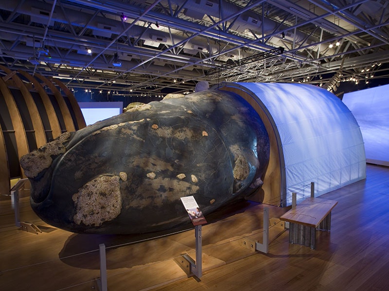 Whales | Tōhora exhibition, 2007. Photograph by Michael Hall. Te Papa whales_instal_012-800x600.jpg