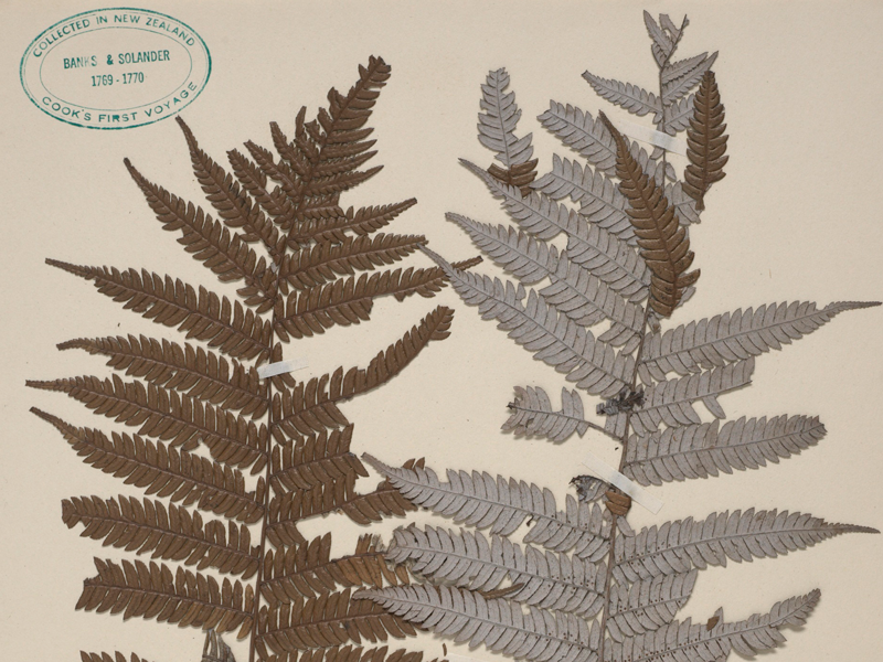Silver fern specimen