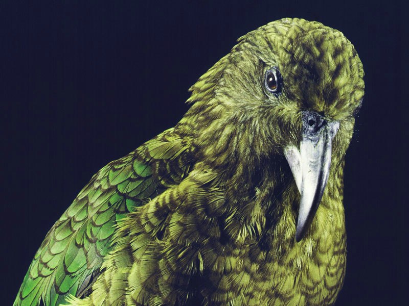 kea-tepapa-800x600.jpg kea-tepapa-800x600.jpg