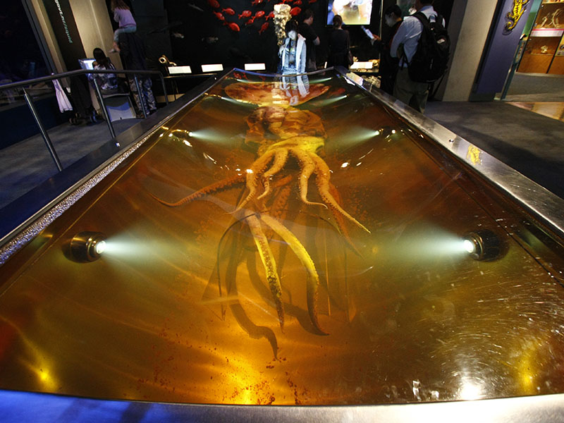 collosal-squid-800x600.jpg