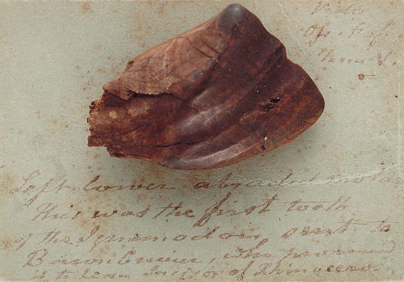 Fossil Iguanodon Tooth sitting on old stained paper with some writing on it