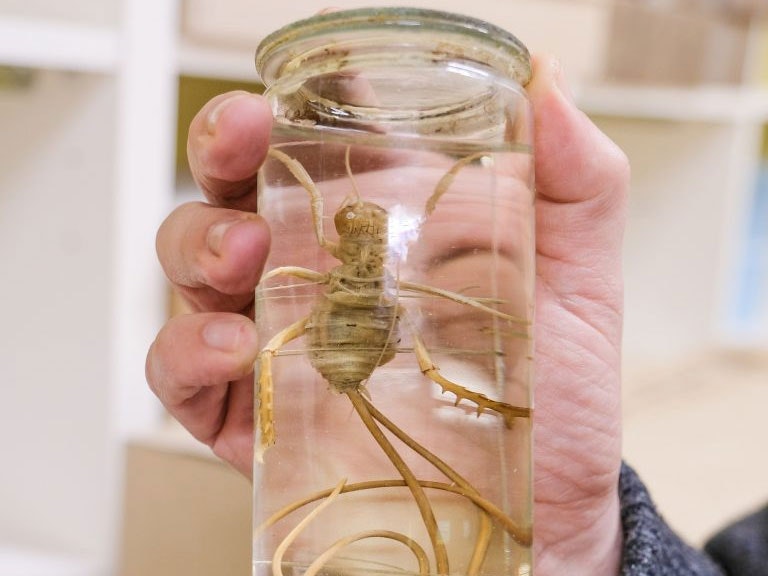 A preserved giant wētā in a jar with two worms coming out of it