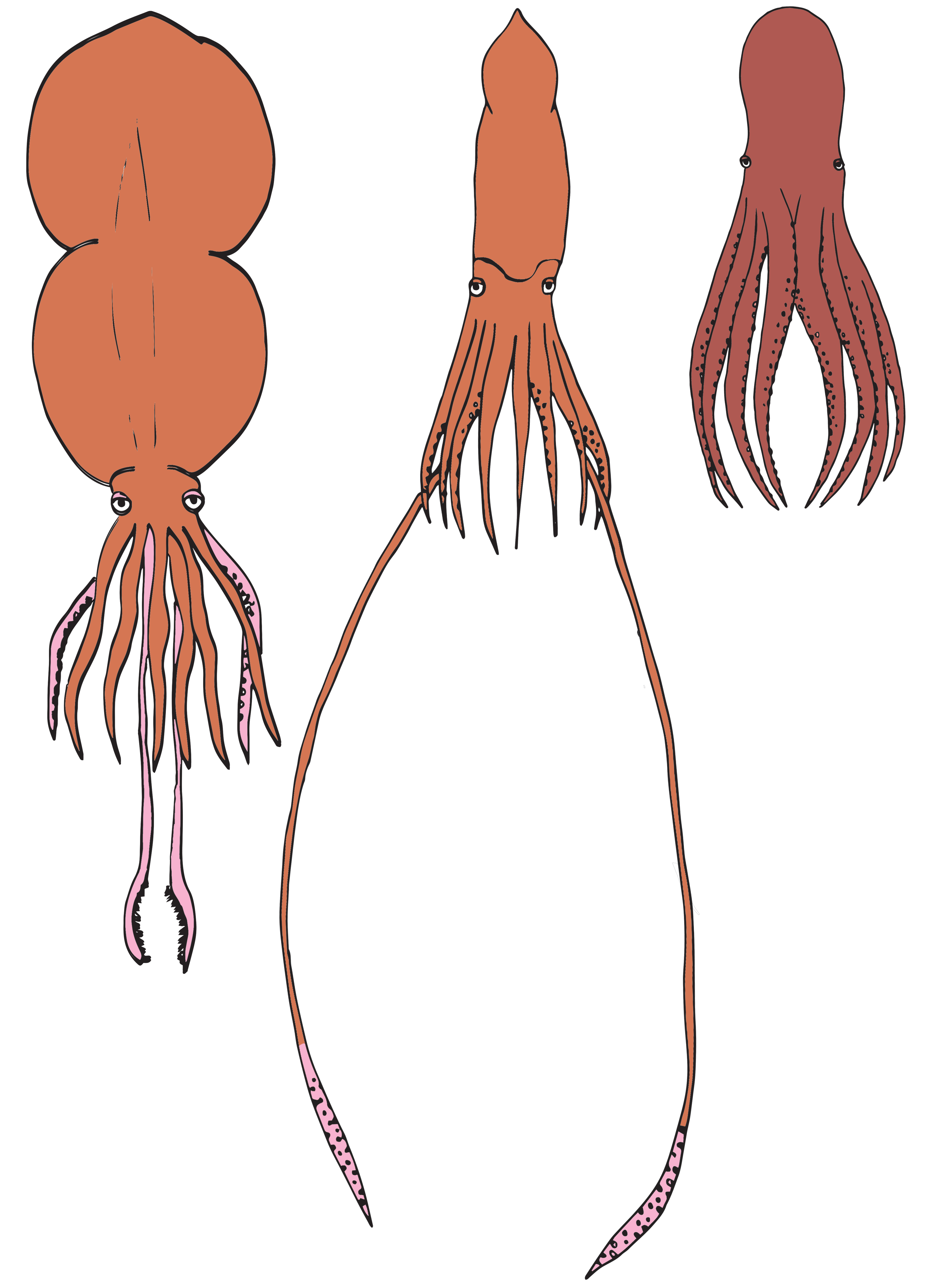 Drawings of a colossal squid, giant squid, and giant Pacific octopus