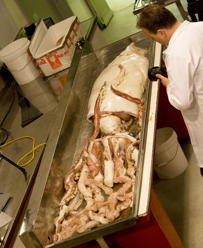 Scientist looking at a giant squid in a tank