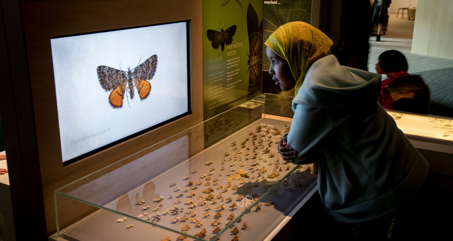 A child looks at New Zealand moths