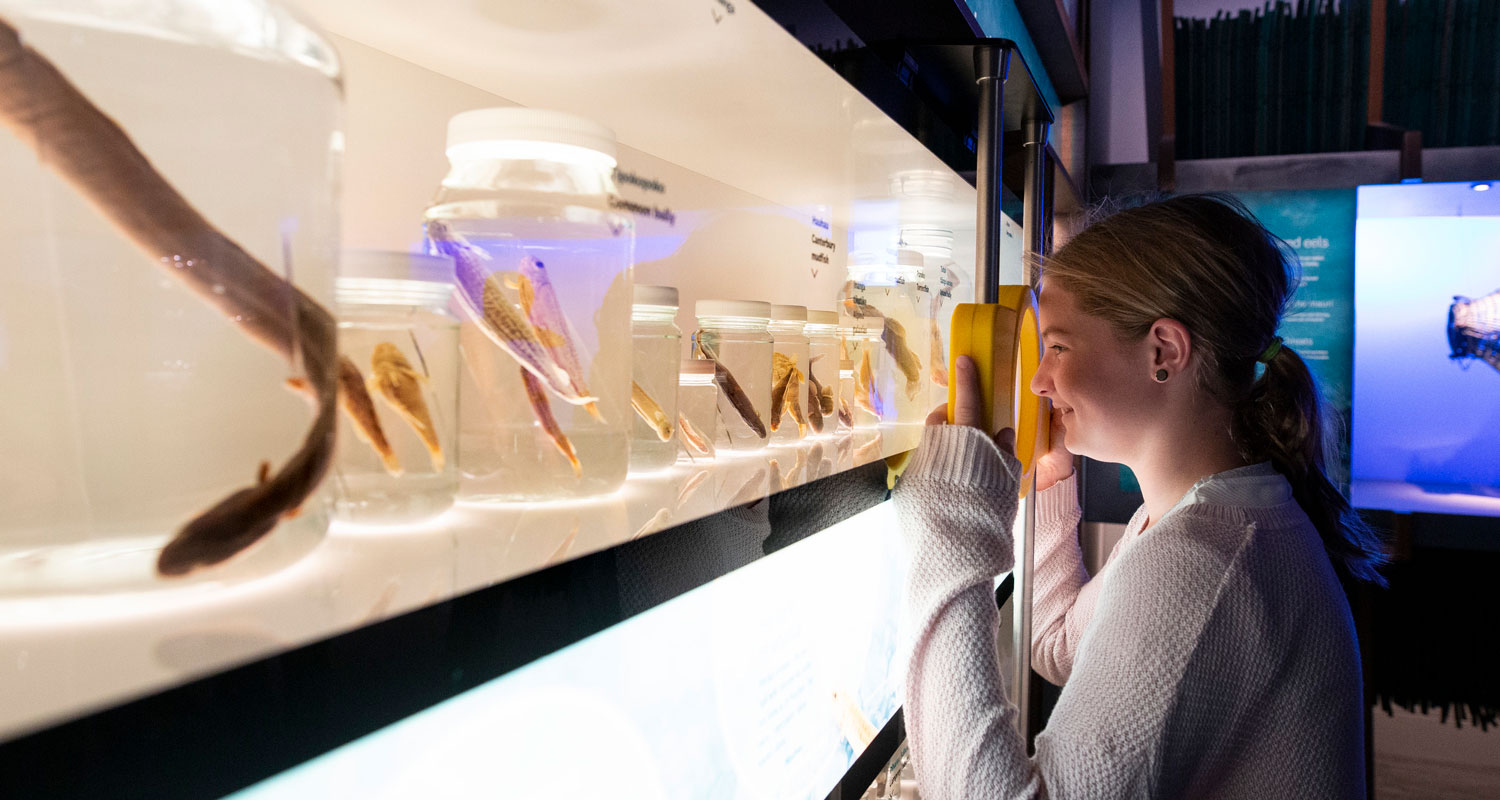 A girl looks at fish in jars through a magnifying glass