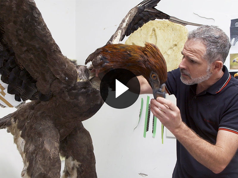 Man makes a full-size Haast’s eagle model