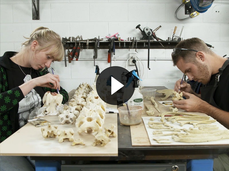 Two people work on a model of full-size model of a moa skeleton