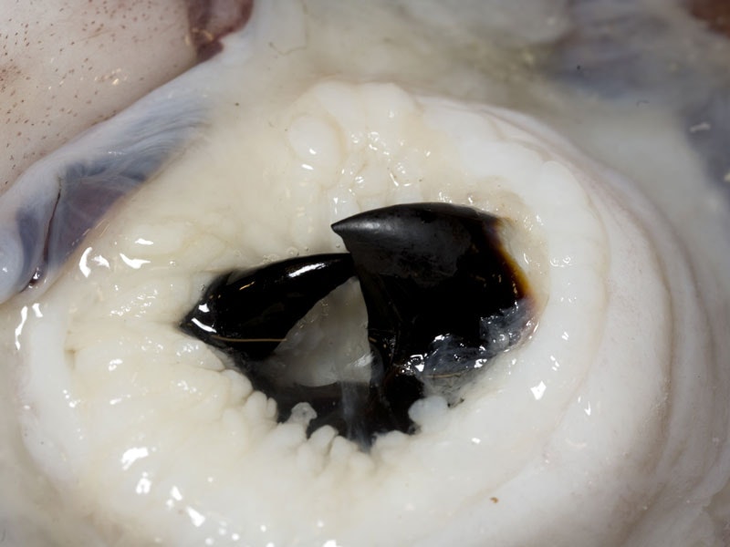 Beak of a colossal squid