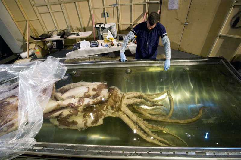 The colossal squid going into its tank