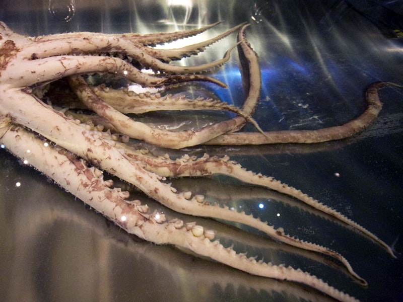 Colossal squid tentacles