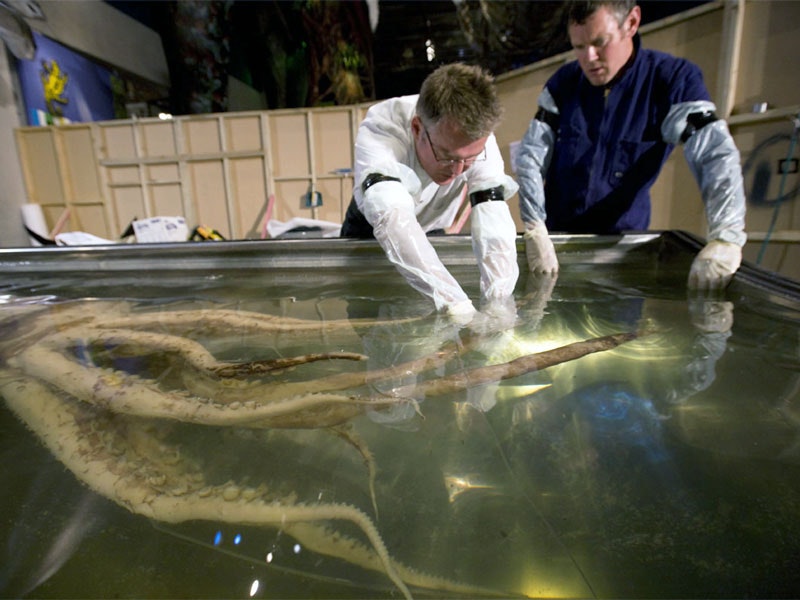 Scientists arranging the colossal squid in its display tank