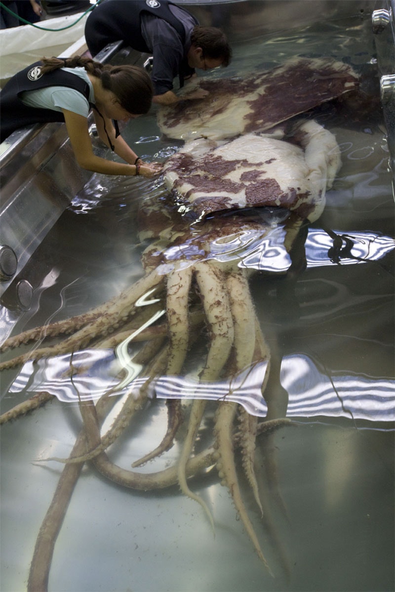 Scientists with a colossal squid