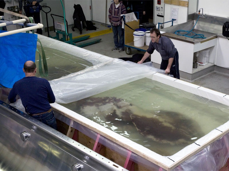 The colossal squid in its temporary tank