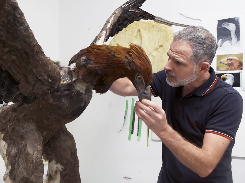 Man makes a full-size Haast’s eagle model