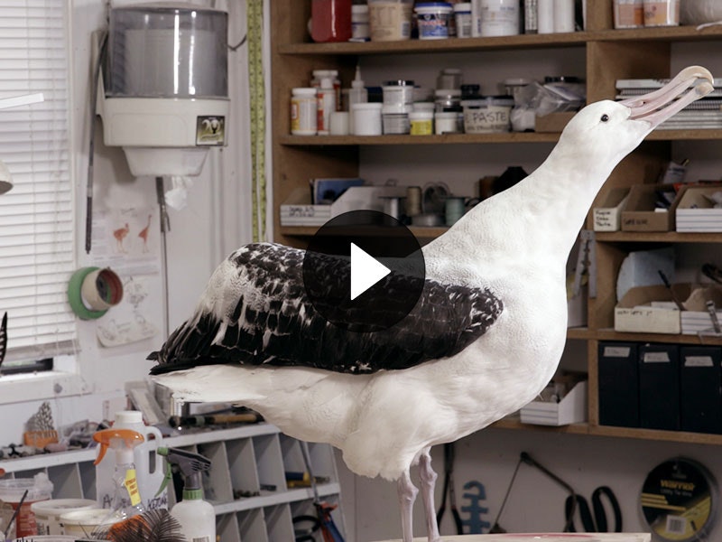 Taxidermy albatross in taxidermy studio