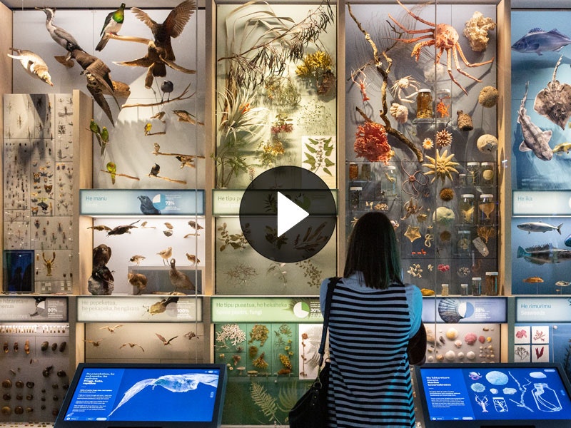 Visitors in Te Taiao Nature exhibition, 2019. Photo by Michael O'Neill. Te Papa (136338) Visitor in front of a cabinet filled with hundreds of specimens