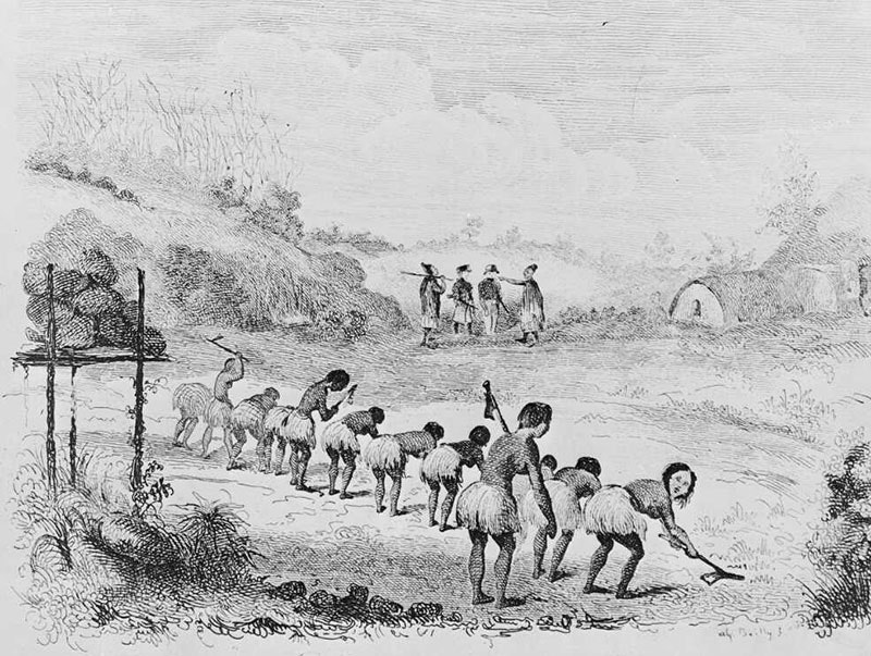 A group of a dozen Maori women digging up land for a kūmara plantation