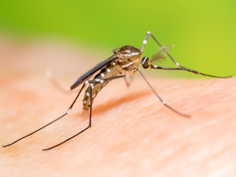 Mosquito on a person's skin