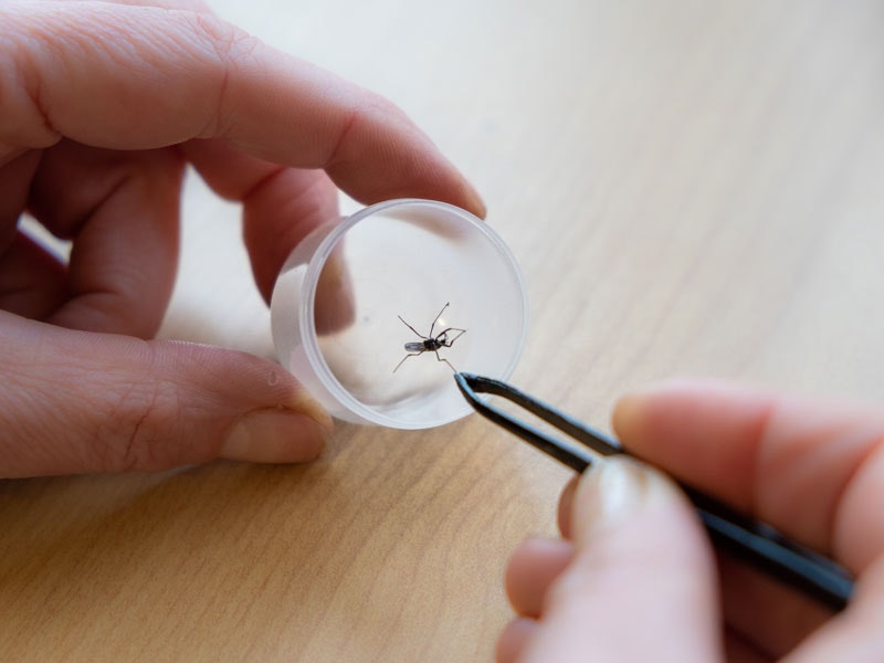 Person holding a mosquito between some tweezers