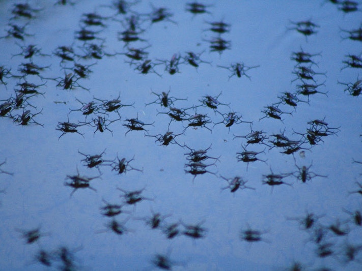Saltpool Mosquitoes Opifex fuscus, 2016. Photo by memopob via iNaturalist NZ. CC BY-NC 4.0 Hundreds of mosquitoes in standing water