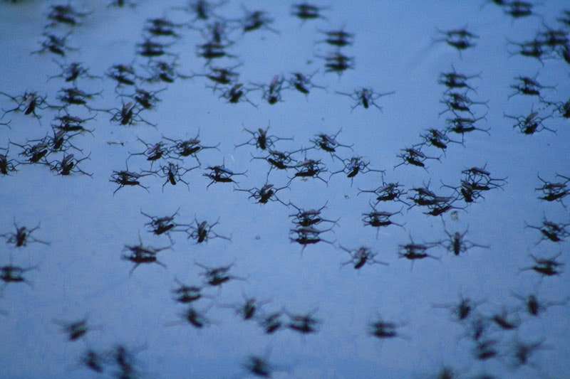 Hundreds of mosquitoes in standing water