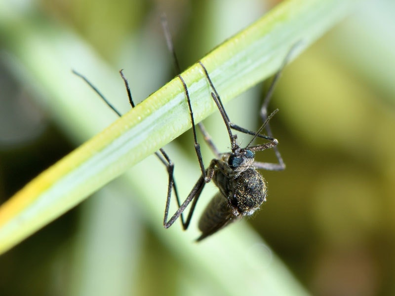 Saltpool Mosquito Opifex fuscus, 2018. Photo by Dougal Townsend via iNaturalist NZ. CC BY-NC 4.0 Mosquito on a piece of grass