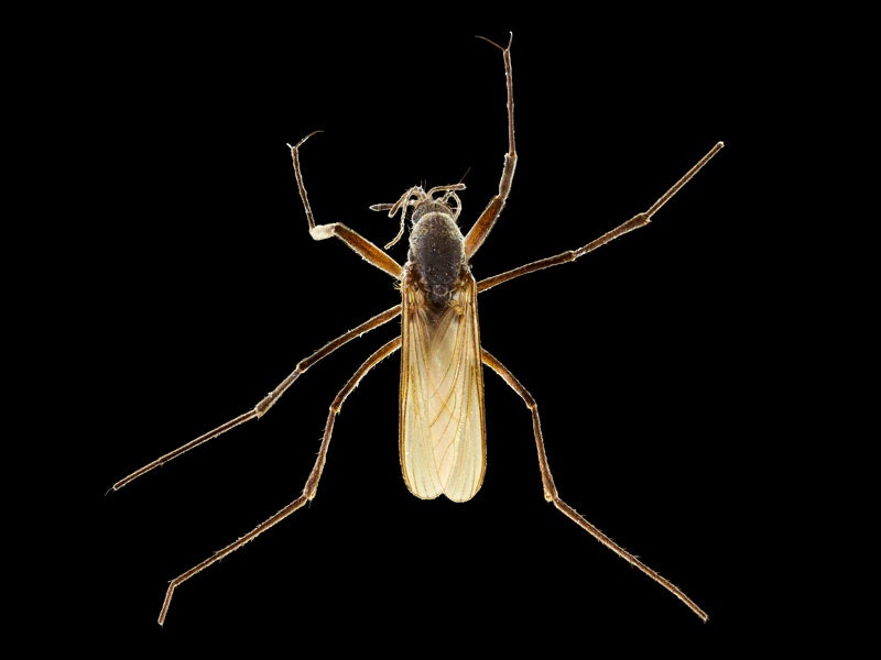 Saltpool mosquito Opifex fuscus. Photo by Jean-Claude Stahl. Te Papa Photograph of a mosquito
