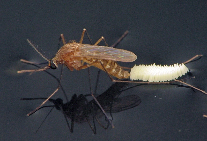 Mosquito with eggs