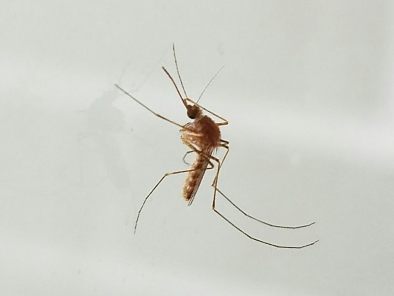 Brown mosquito
