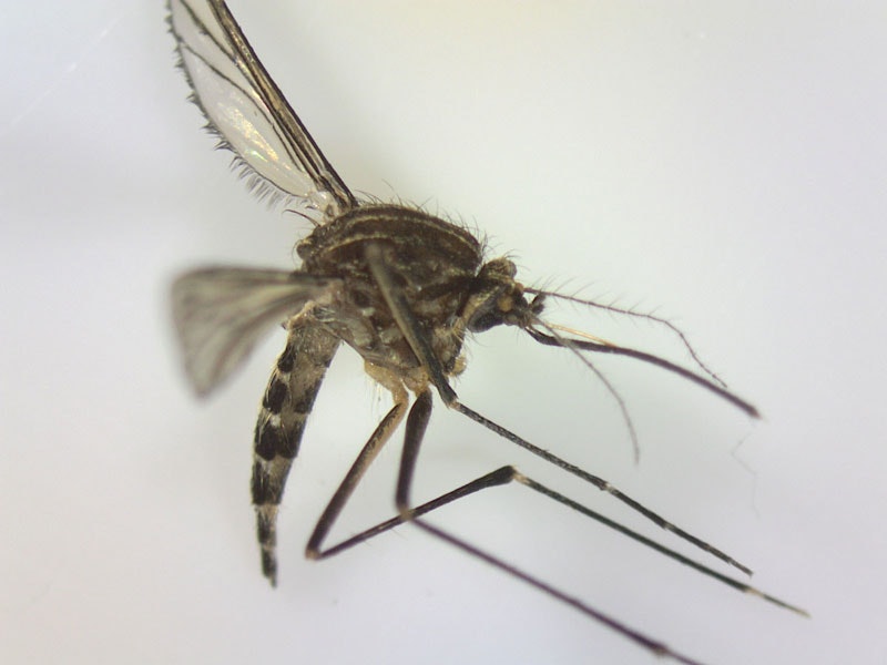 dead mosquito