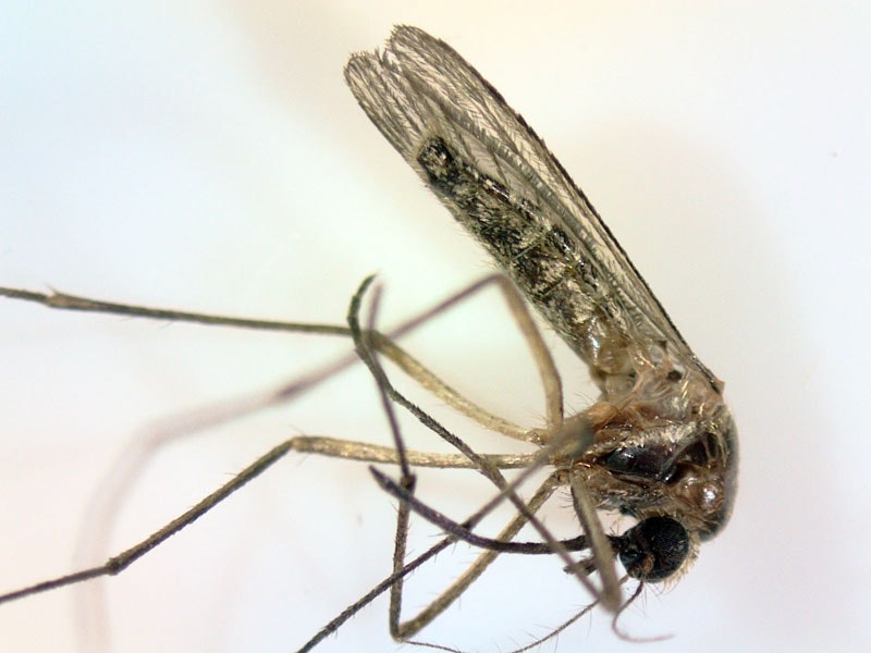 Coquillettidia tenuipalpis mosquito